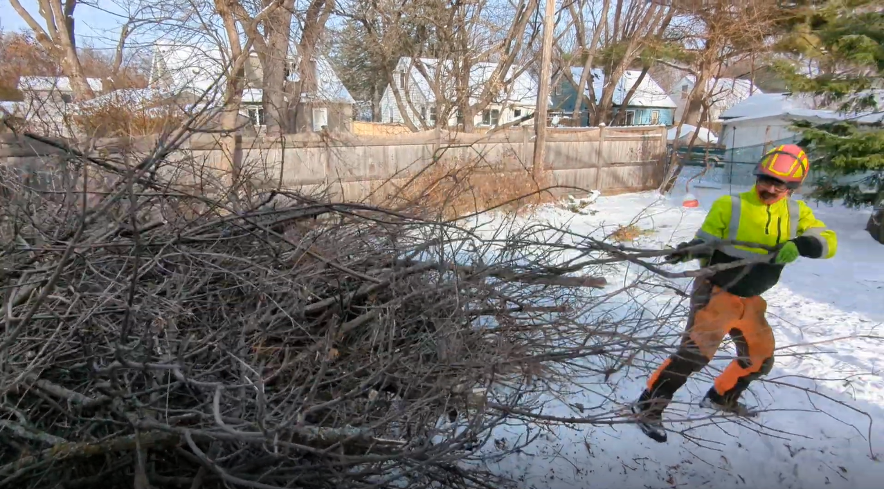 Arborist in full safety gear selects a branch to pull from a large pile of brush